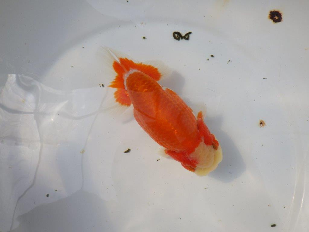 前がかりの効いた尾型の更紗らんちゅう　明け二歳魚　 　約15,5ｃｍ　オス【愛知超優良系統様】