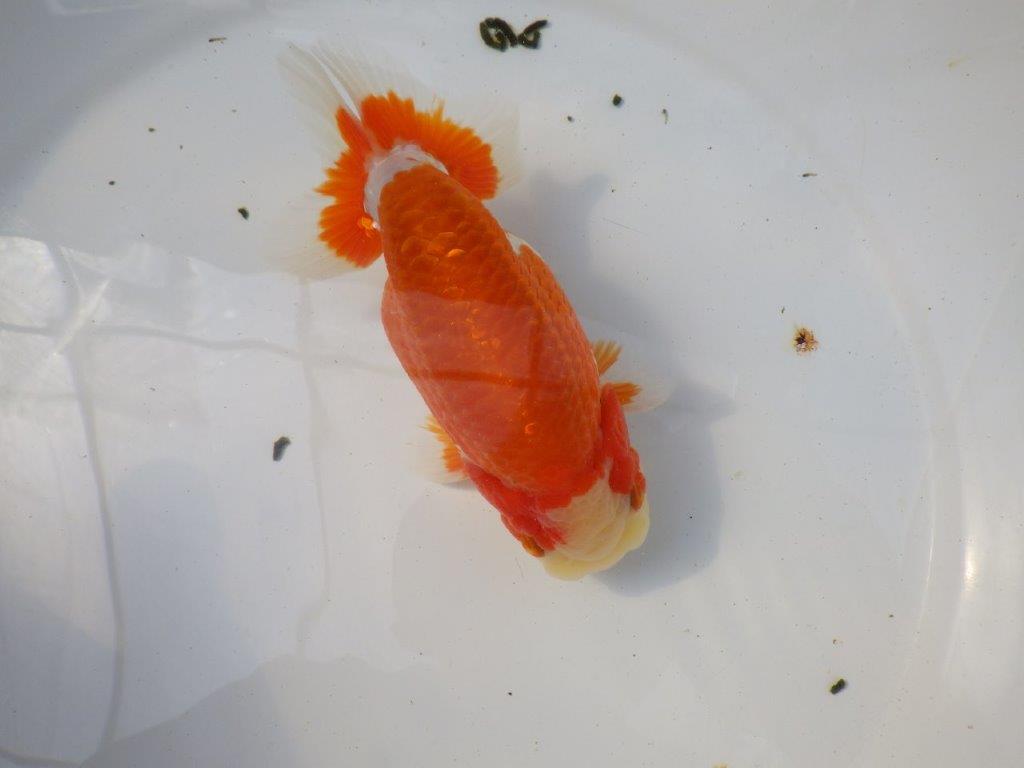 前がかりの効いた尾型の更紗らんちゅう　明け二歳魚　 　約15,5ｃｍ　オス【愛知超優良系統様】