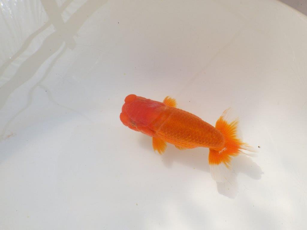 上見が綺麗で上からのご鑑賞がお勧め明け弐歳らんちゅう　 　約11,5ｃｍ オス？【小早川義幸氏】