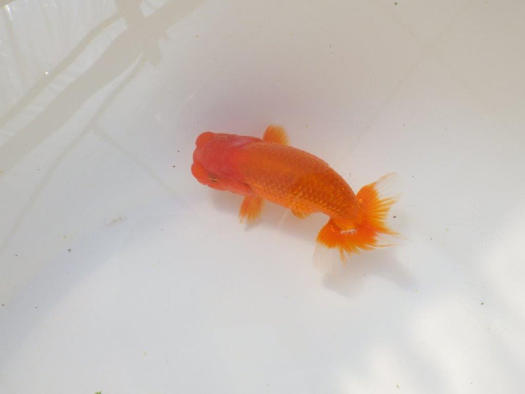 上見が綺麗で上からのご鑑賞がお勧め明け弐歳らんちゅう　 　約11,5ｃｍ オス？【小早川義幸氏】