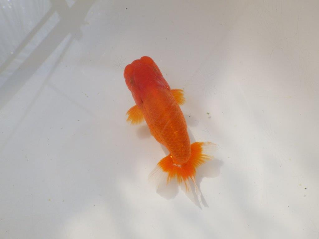 上見が綺麗で上からのご鑑賞がお勧め明け弐歳らんちゅう　 　約11,5ｃｍ オス？【小早川義幸氏】