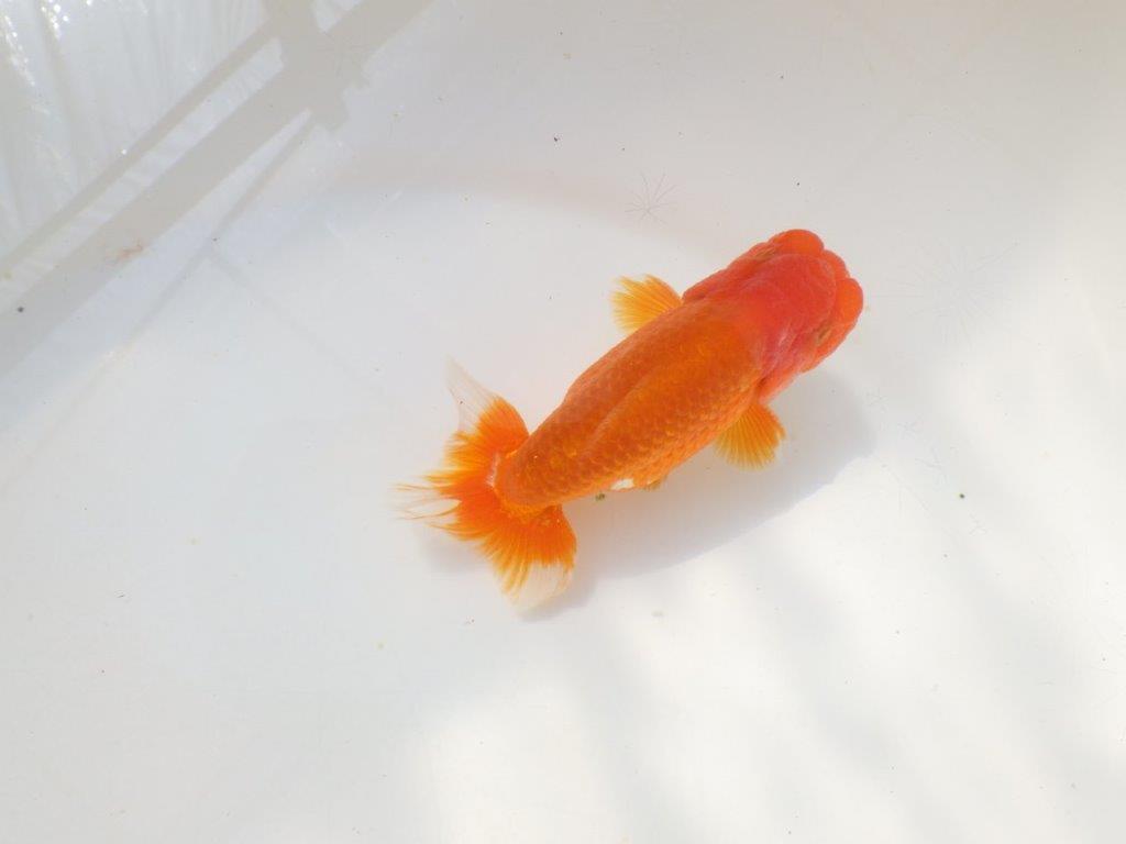 上見が綺麗で上からのご鑑賞がお勧め明け弐歳らんちゅう　 　約11,5ｃｍ オス？【小早川義幸氏】