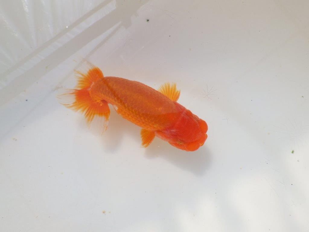 上見が綺麗で上からのご鑑賞がお勧め明け弐歳らんちゅう　 　約11,5ｃｍ オス？【小早川義幸氏】