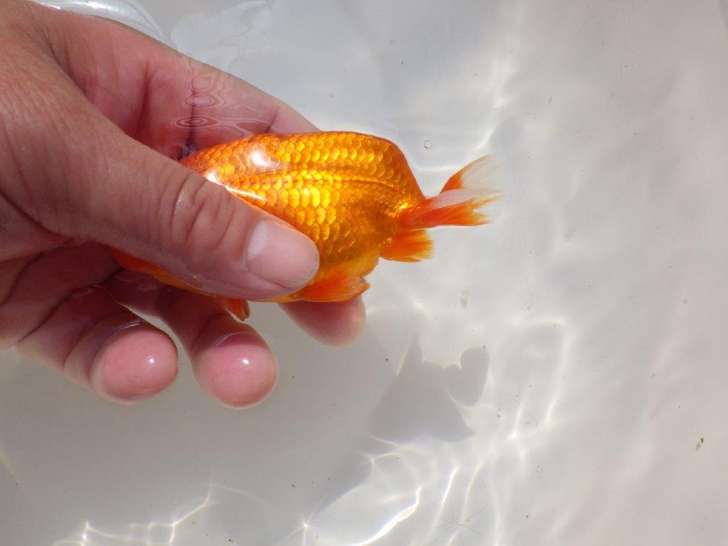 上見が綺麗で上からのご鑑賞がお勧め明け弐歳らんちゅう　 　約11,5ｃｍ オス？【小早川義幸氏】