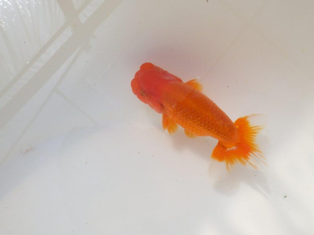 上見が綺麗で上からのご鑑賞がお勧め明け弐歳らんちゅう　 　約11,5ｃｍ オス？【小早川義幸氏】