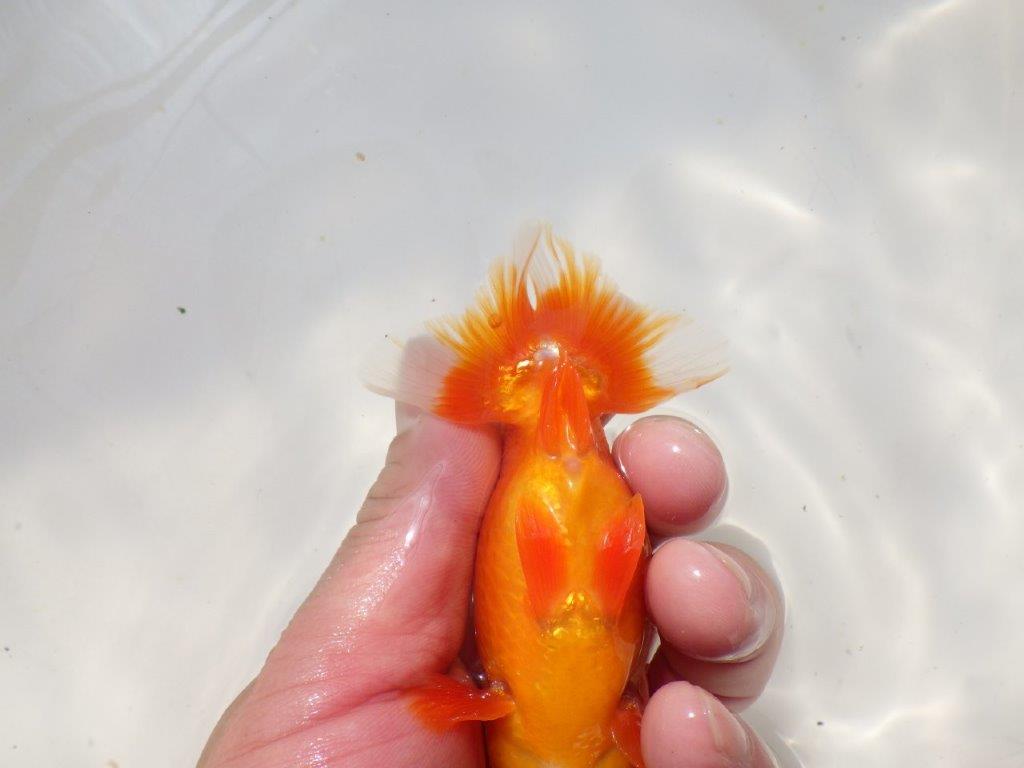 上見が綺麗で上からのご鑑賞がお勧め明け弐歳らんちゅう　 　約11,5ｃｍ オス？【小早川義幸氏】