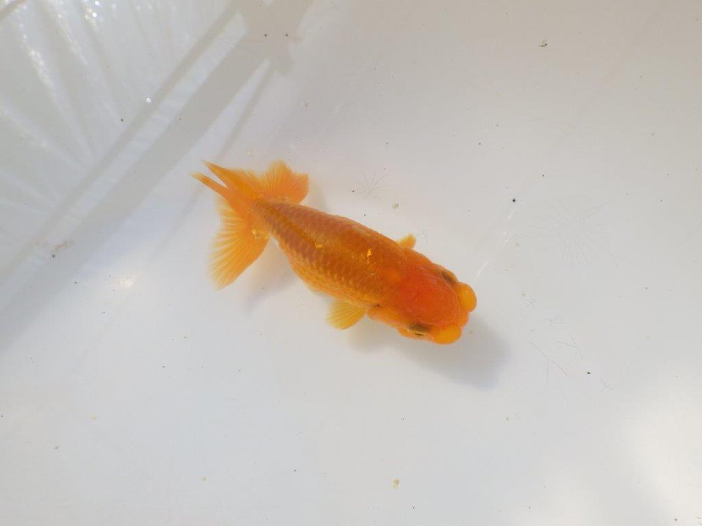 尾張りが良く上からのご鑑賞も！明け弐歳らんちゅう　 　約11ｃｍ オス？【小早川義幸氏】