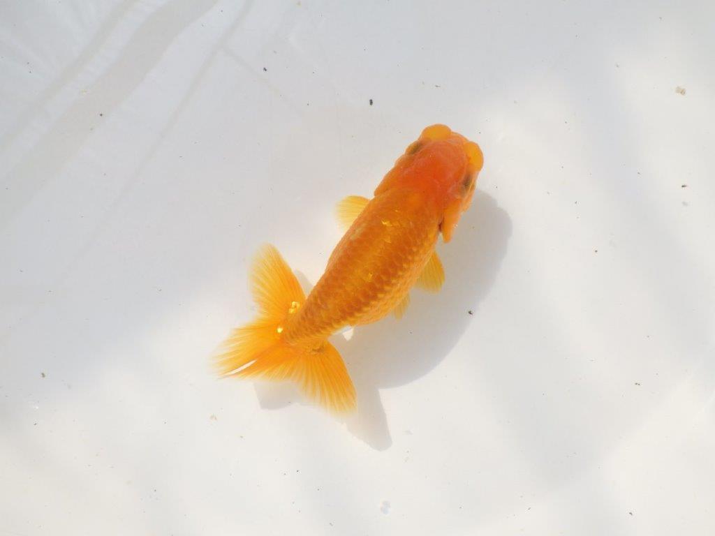 尾張りが良く上からのご鑑賞も！明け弐歳らんちゅう　 　約11ｃｍ オス？【小早川義幸氏】