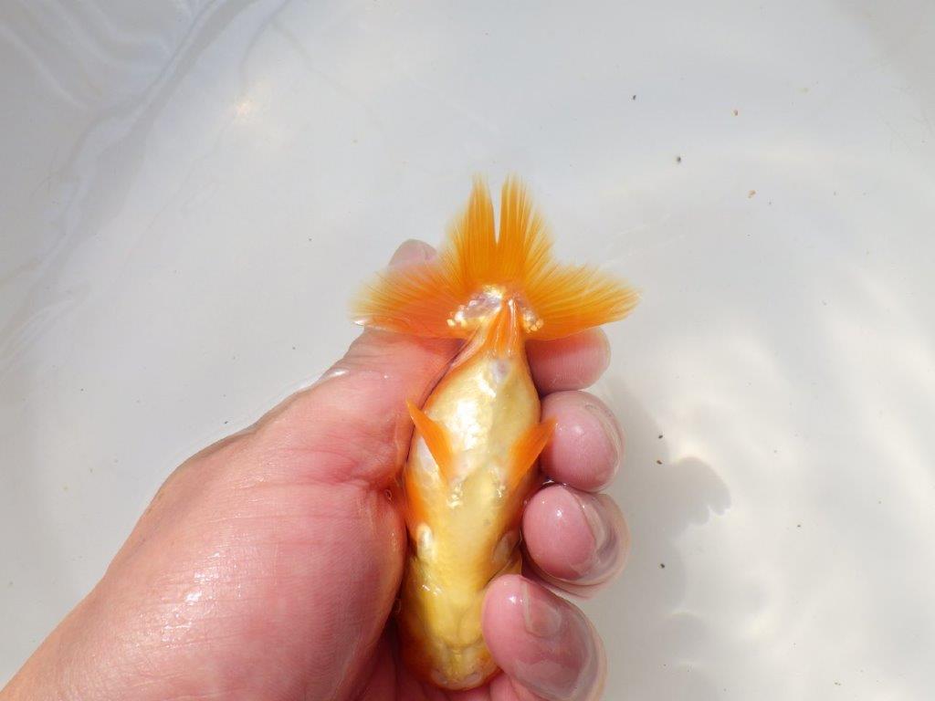 尾張りが良く上からのご鑑賞も！明け弐歳らんちゅう　 　約11ｃｍ オス？【小早川義幸氏】