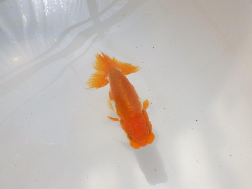 尾張りが良く綺麗な柄の更紗　明け弐歳らんちゅう　 　約10ｃｍ オス？【小早川義幸氏】