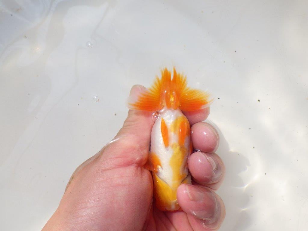 尾張りが良く綺麗な柄の更紗　明け弐歳らんちゅう　 　約10ｃｍ オス？【小早川義幸氏】