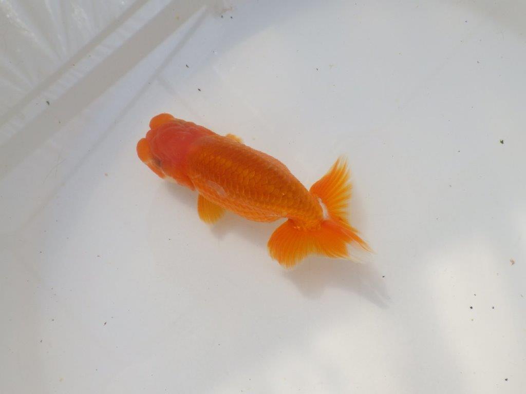 雰囲気の良い　明け弐歳らんちゅう　 　約11ｃｍ オス？【小早川義幸氏】