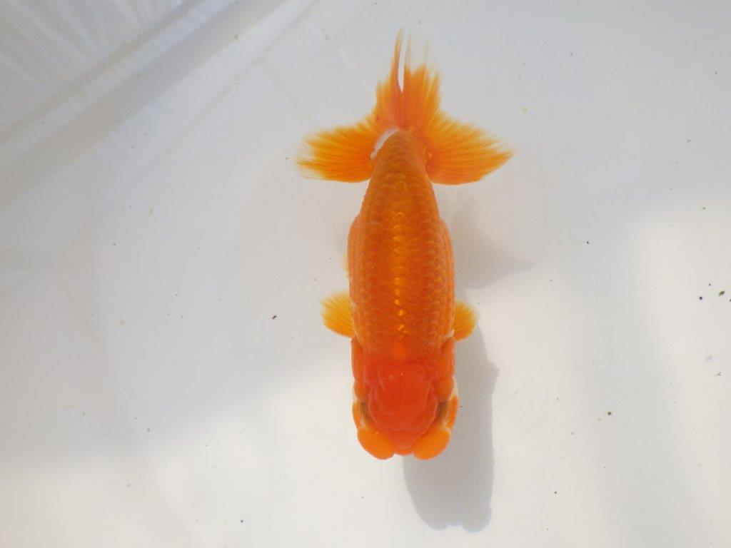 雰囲気の良い　明け弐歳らんちゅう　 　約11ｃｍ オス？【小早川義幸氏】