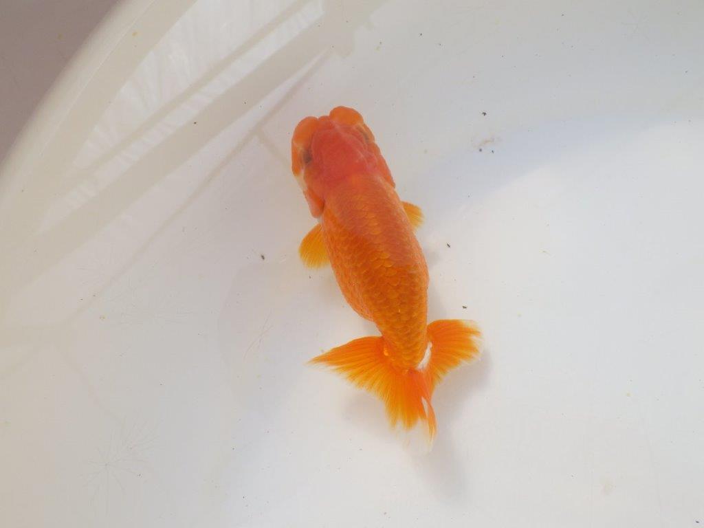 雰囲気の良い　明け弐歳らんちゅう　 　約11ｃｍ オス？【小早川義幸氏】
