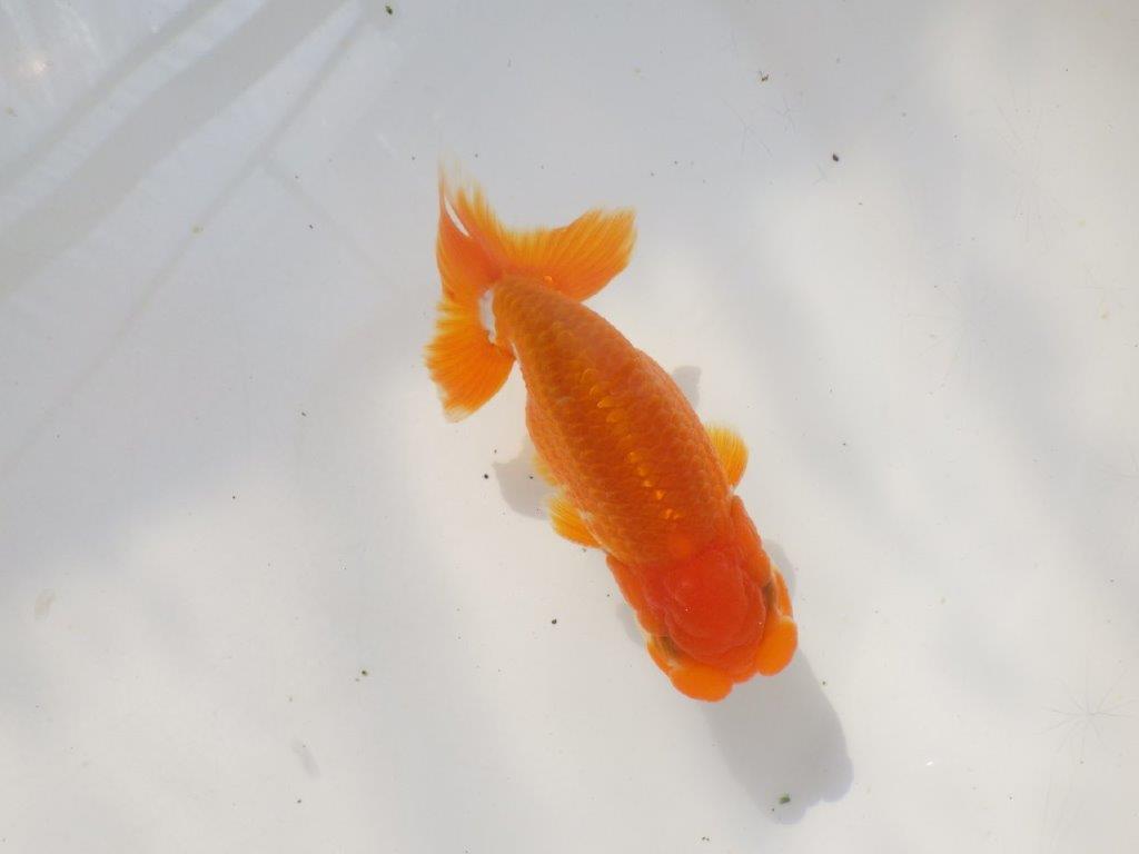 雰囲気の良い　明け弐歳らんちゅう　 　約11ｃｍ オス？【小早川義幸氏】