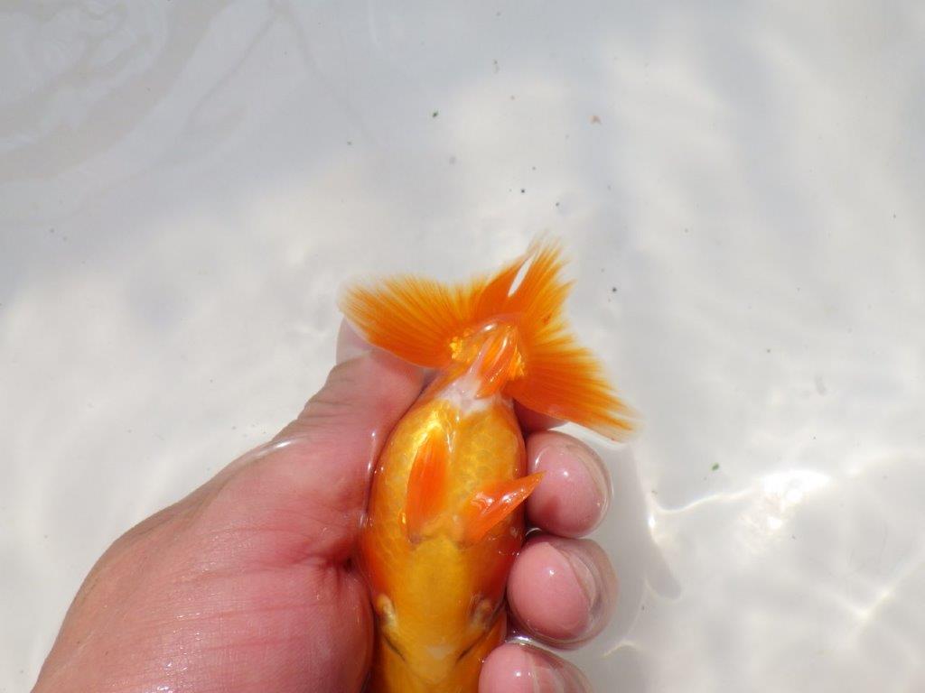 雰囲気の良い　明け弐歳らんちゅう　 　約11ｃｍ オス？【小早川義幸氏】