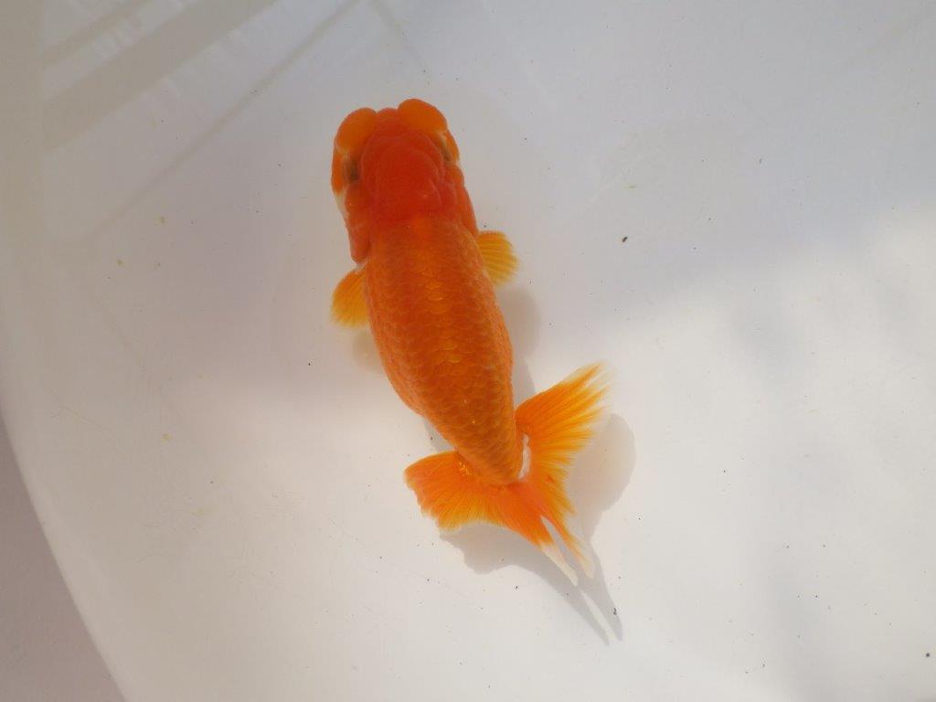 雰囲気の良い　明け弐歳らんちゅう　 　約11ｃｍ オス？【小早川義幸氏】