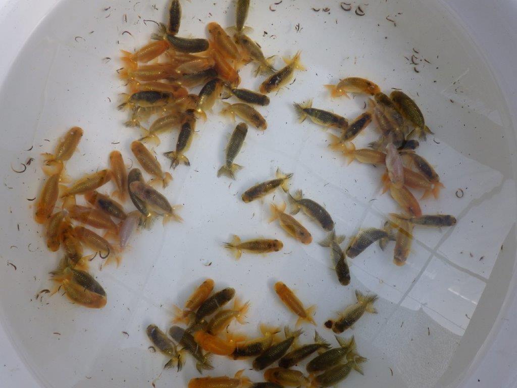 【岡山村上暢彦氏】2026年１月産まれ大きめサイズの５尾セットA約5~6,5㎝ 限定２セット