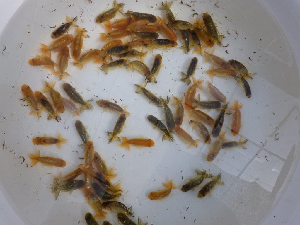 【岡山村上暢彦氏】2026年１月産まれ大きめサイズの５尾セットB約4,5~6,5㎝ 限定１セット