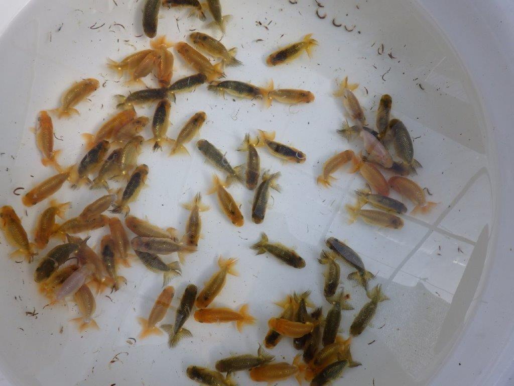 【岡山村上暢彦氏】2026年１月産まれ大きめサイズの５尾セットC約4,5~6,5㎝ 限定１セット