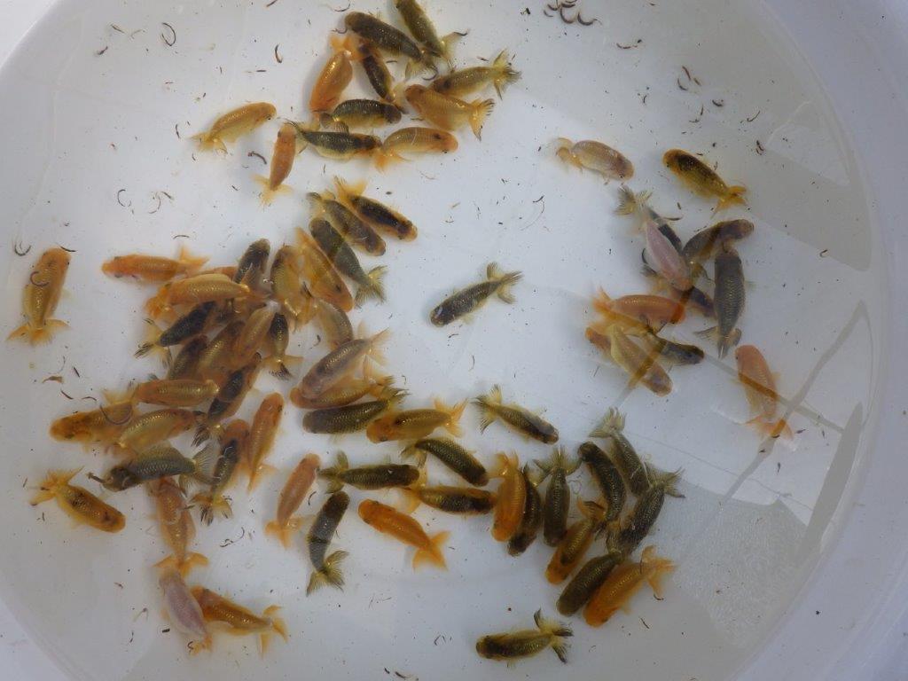 【岡山村上暢彦氏】ご注文有難う御座いました！