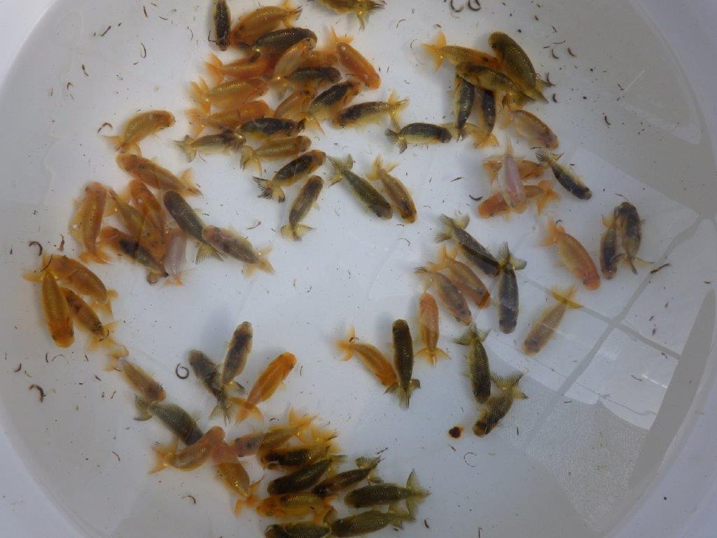 【岡山村上暢彦氏】ご注文有難う御座いました！