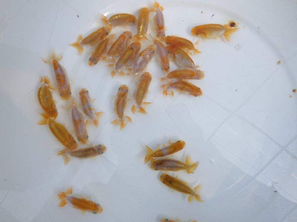 【岡山村上暢彦氏】2026年１月産まれ更紗５尾セットA約5~6,5㎝ 限定２セット