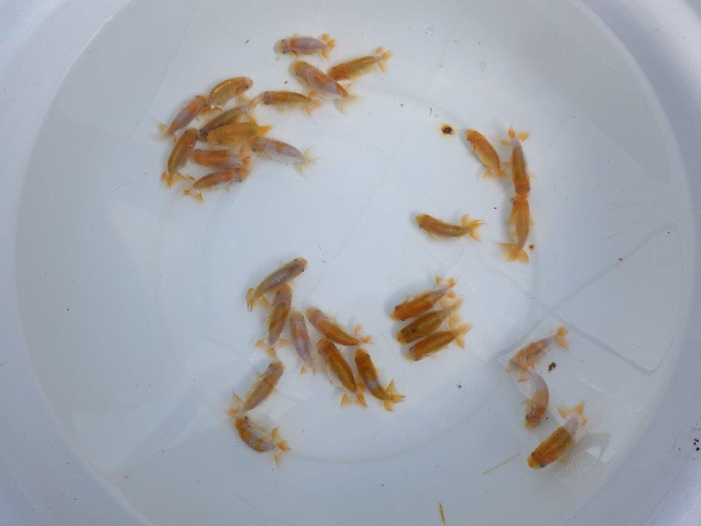 【岡山村上暢彦氏】2026年１月産まれ更紗らんちゅう５尾セットB約4,5~6,5㎝ 限定2セット