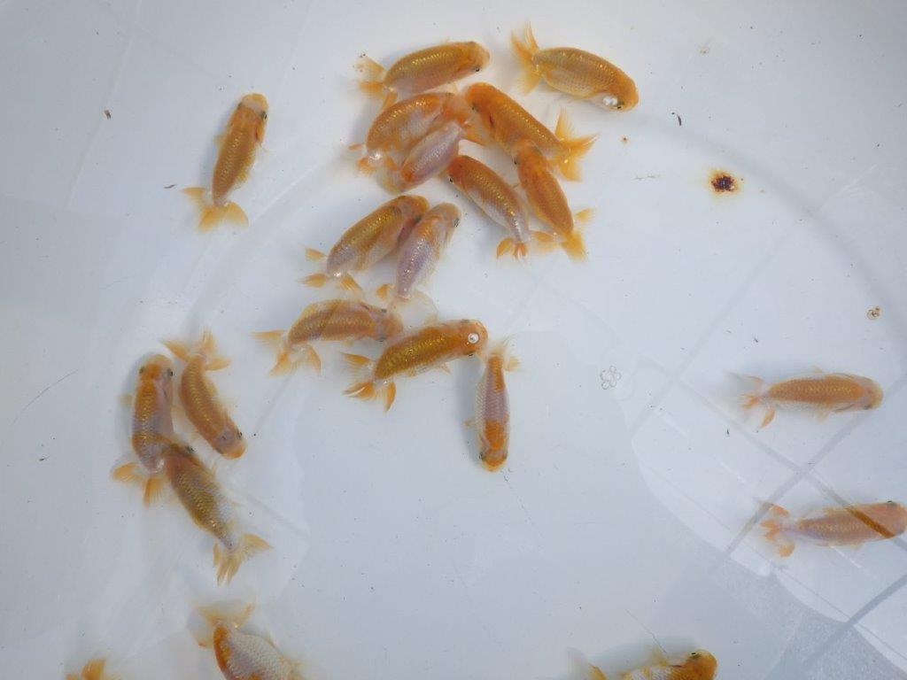 【岡山村上暢彦氏】2026年１月産まれ更紗らんちゅう５尾セットB約4,5~6,5㎝ 限定2セット