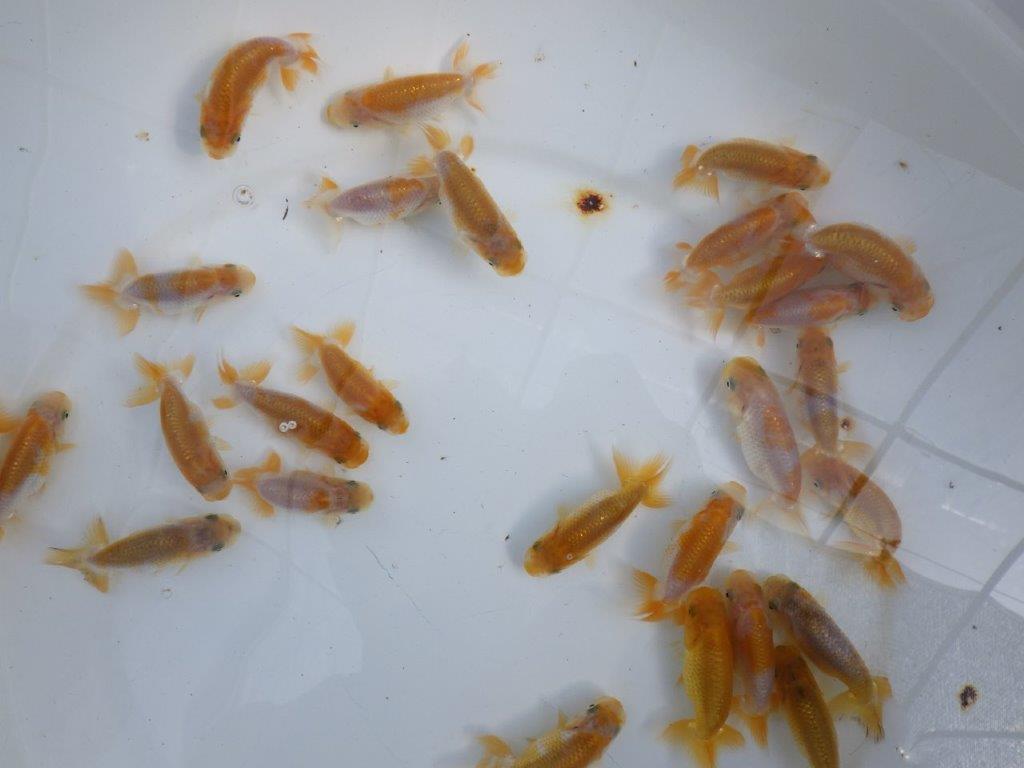 【岡山村上暢彦氏】2026年１月産まれ更紗らんちゅう５尾セットB約4,5~6,5㎝ 限定2セット