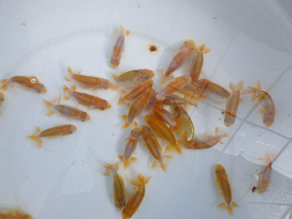 【岡山村上暢彦氏】2026年１月産まれ更紗らんちゅう５尾セットB約4,5~6,5㎝ 限定2セット