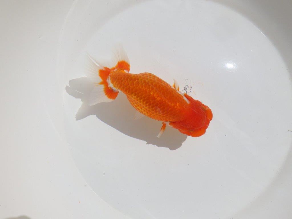 【岡山村上暢彦氏】尾型、構えの良い美しい柄の更紗明け二歳らんちゅう約15,5㎝ メス？