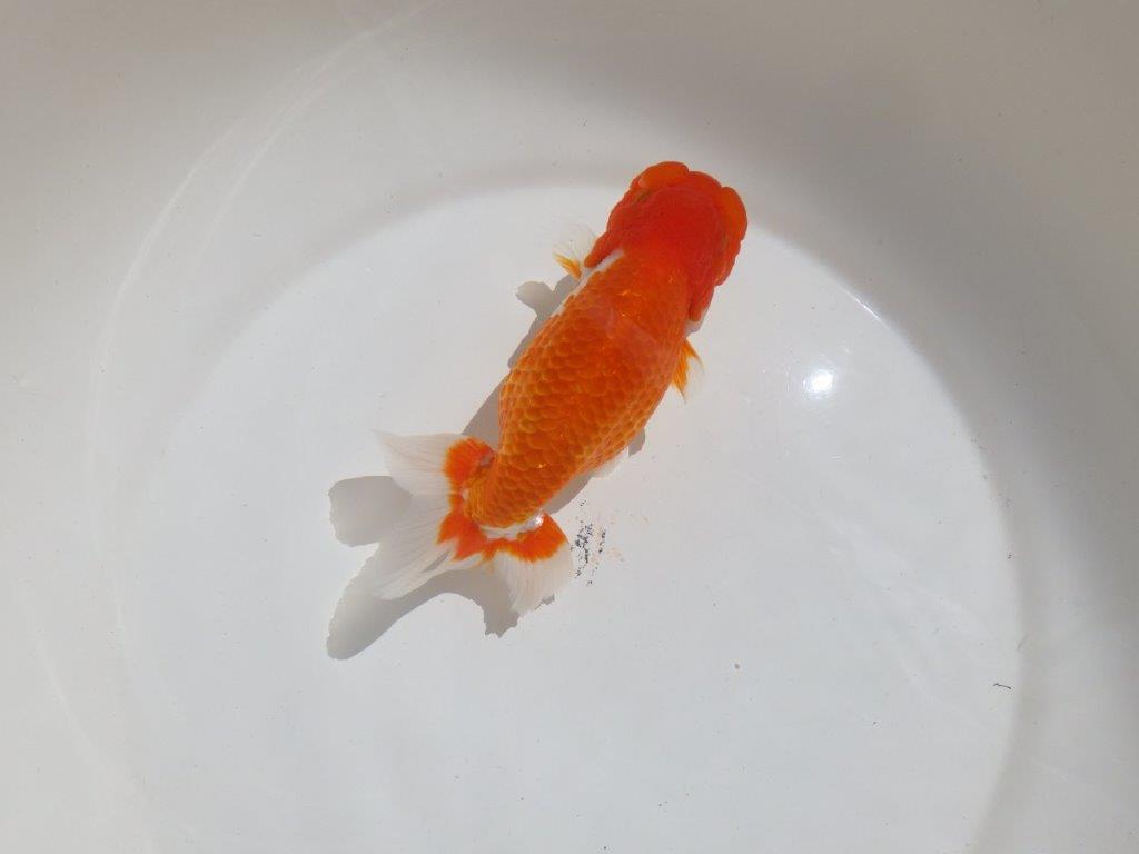 【岡山村上暢彦氏】尾型、構えの良い美しい柄の更紗明け二歳らんちゅう約15,5㎝ メス？