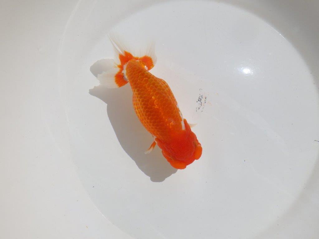 【岡山村上暢彦氏】尾型、構えの良い美しい柄の更紗明け二歳らんちゅう約15,5㎝ メス？