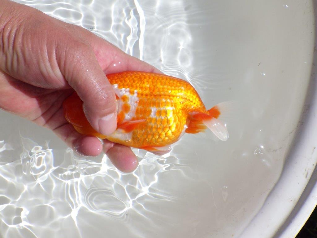 【岡山村上暢彦氏】尾型、構えの良い美しい柄の更紗明け二歳らんちゅう約15,5㎝ メス？