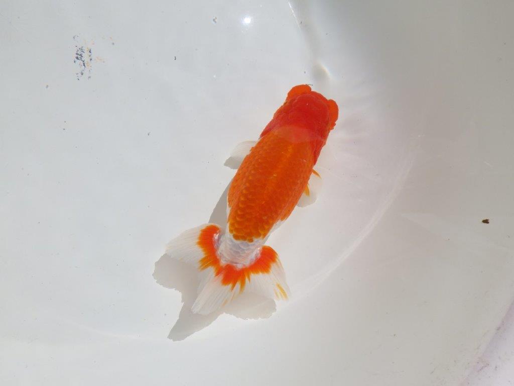 【岡山村上暢彦氏】水槽映えする雰囲気の良い明け二歳らんちゅう約14,5㎝ メス？