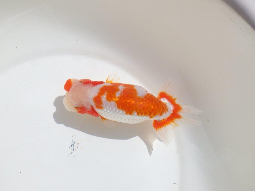 【岡山村上暢彦氏】非常に美しい上質明け二歳らんちゅう約16㎝ メス？