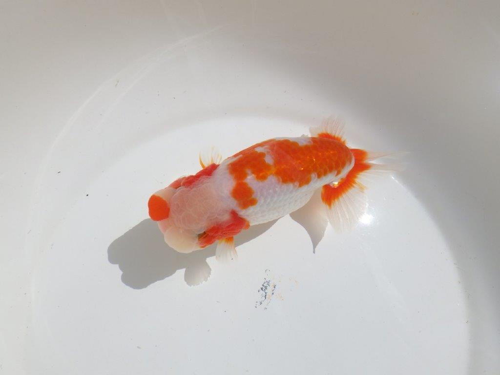 【岡山村上暢彦氏】非常に美しい上質明け二歳らんちゅう約16㎝ メス？