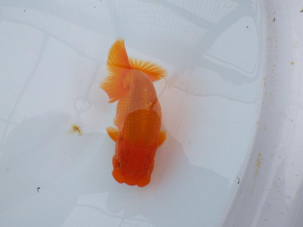 バランスが良く尾の雰囲気が良い　明け二歳魚　 　約13ｃｍ　メス【管理魚】