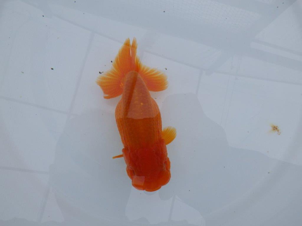 バランスが良く尾の雰囲気が良い　明け二歳魚　 　約13ｃｍ　メス【管理魚】