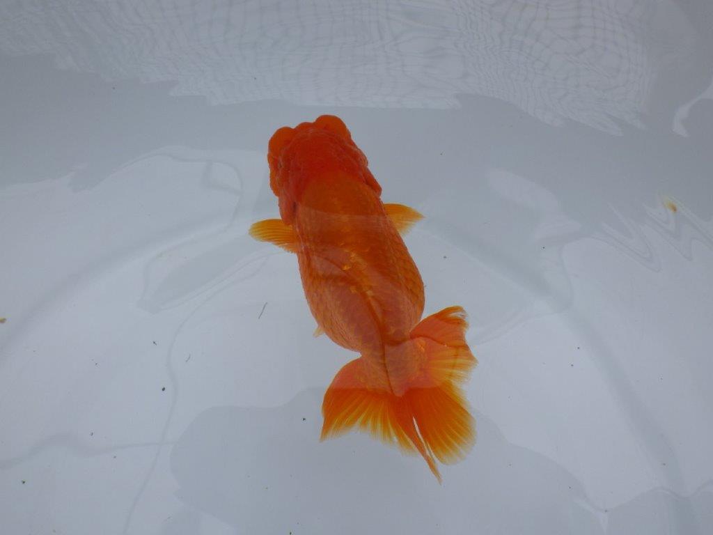 バランスが良く尾の雰囲気が良い　明け二歳魚　 　約13ｃｍ　メス【管理魚】