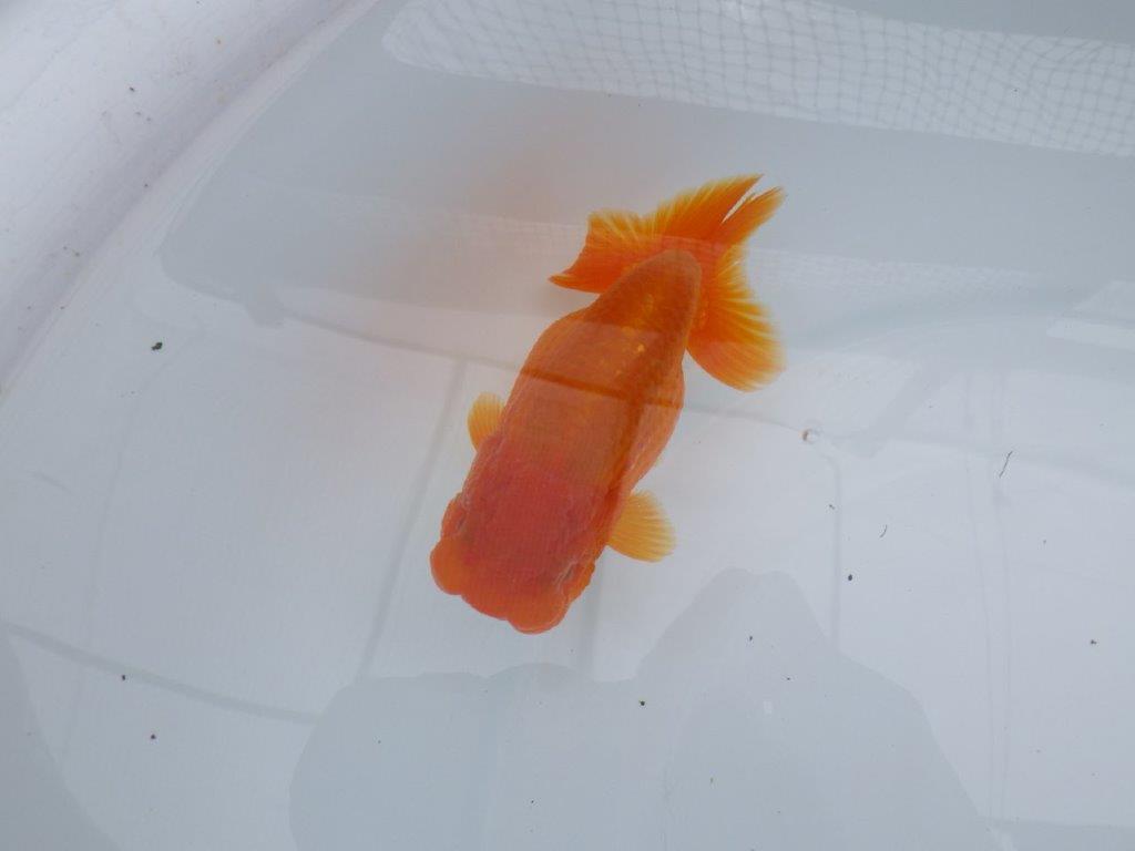 バランスが良く尾の雰囲気が良い　明け二歳魚　 　約13ｃｍ　メス【管理魚】