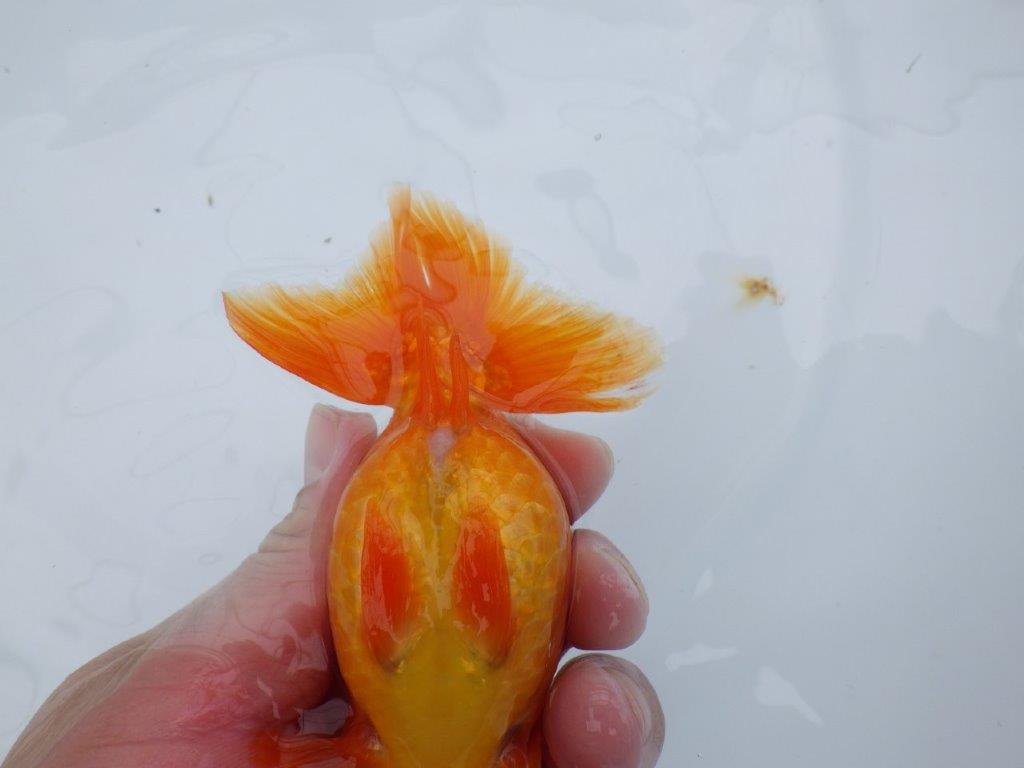 バランスが良く尾の雰囲気が良い　明け二歳魚　 　約13ｃｍ　メス【管理魚】