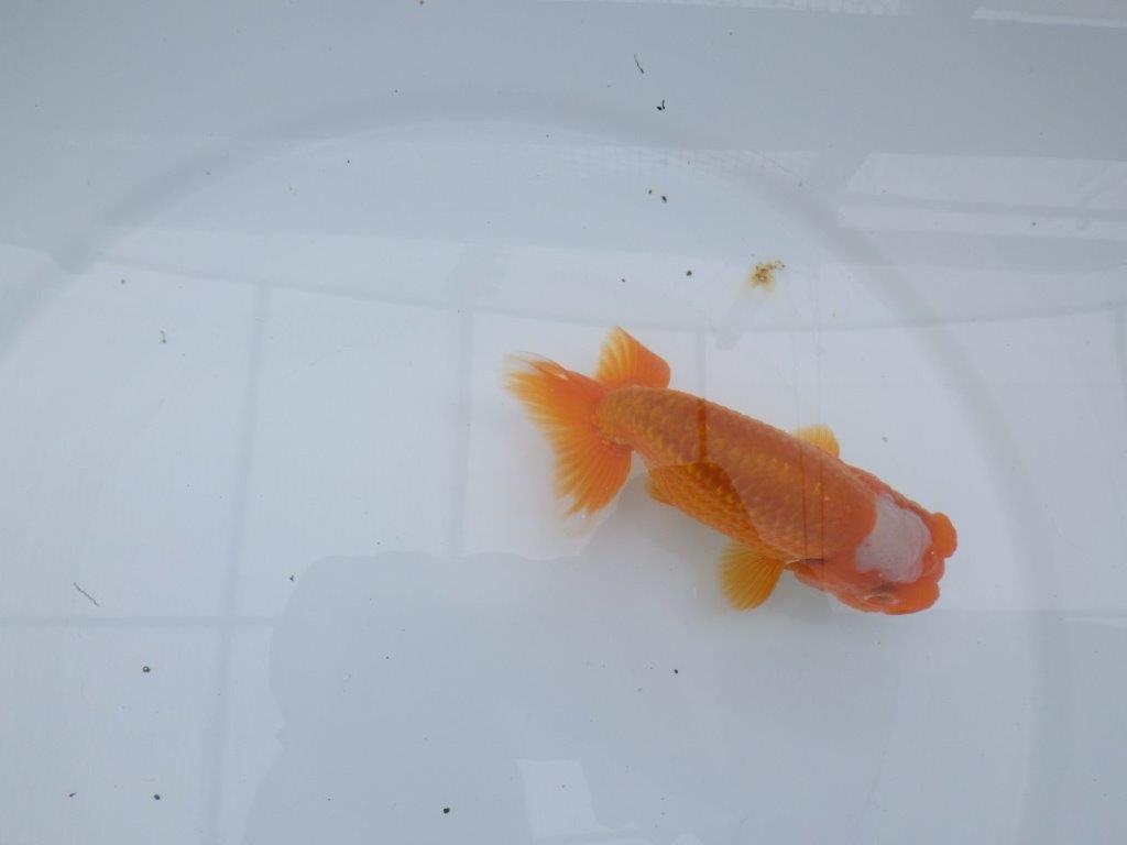 頭の雰囲気が良く尾型も◎　明け二歳魚　 　約12ｃｍ　オス【管理魚】