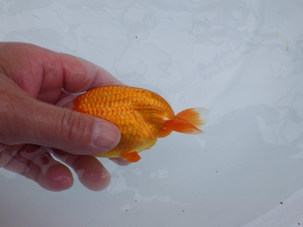 頭の雰囲気が良く尾型も◎　明け二歳魚　 　約12ｃｍ　オス【管理魚】