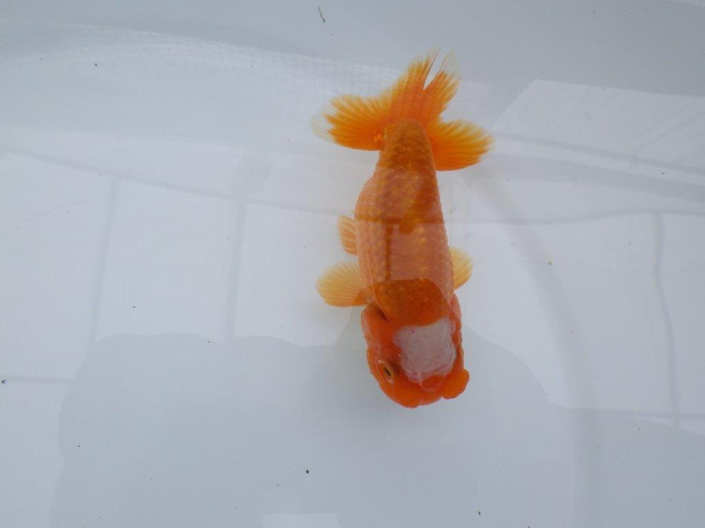 頭の雰囲気が良く尾型も◎　明け二歳魚　 　約12ｃｍ　オス【管理魚】