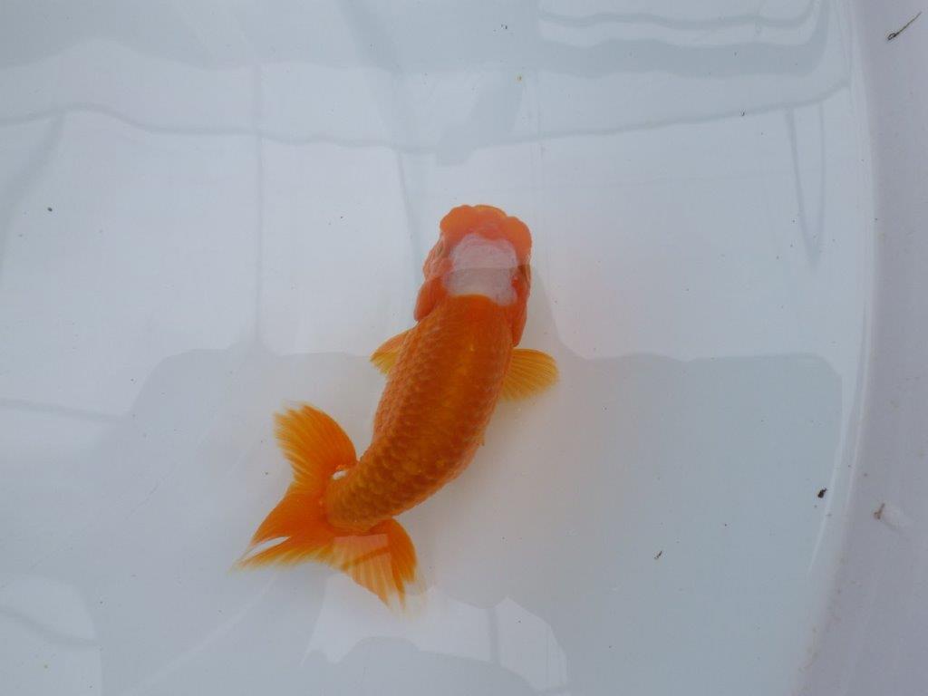 頭の雰囲気が良く尾型も◎　明け二歳魚　 　約12ｃｍ　オス【管理魚】