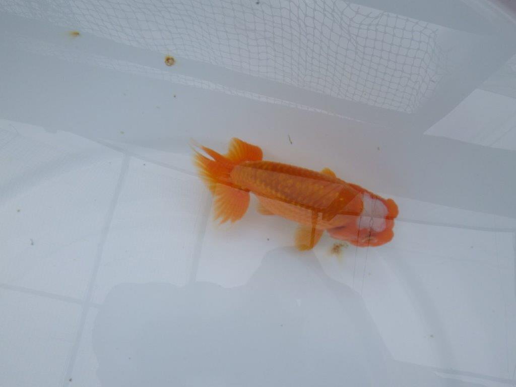 頭の雰囲気が良く尾型も◎　明け二歳魚　 　約12ｃｍ　オス【管理魚】