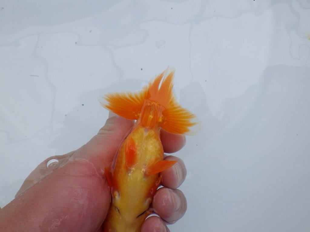 頭の雰囲気が良く尾型も◎　明け二歳魚　 　約12ｃｍ　オス【管理魚】