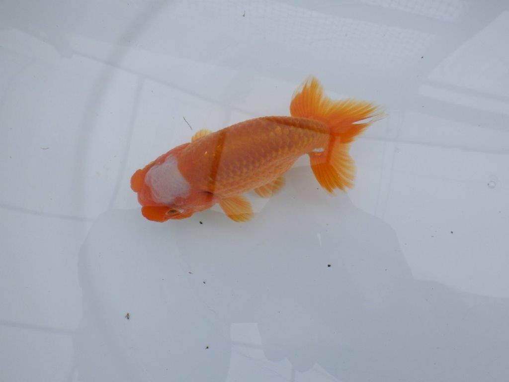 頭の雰囲気が良く尾型も◎　明け二歳魚　 　約12ｃｍ　オス【管理魚】